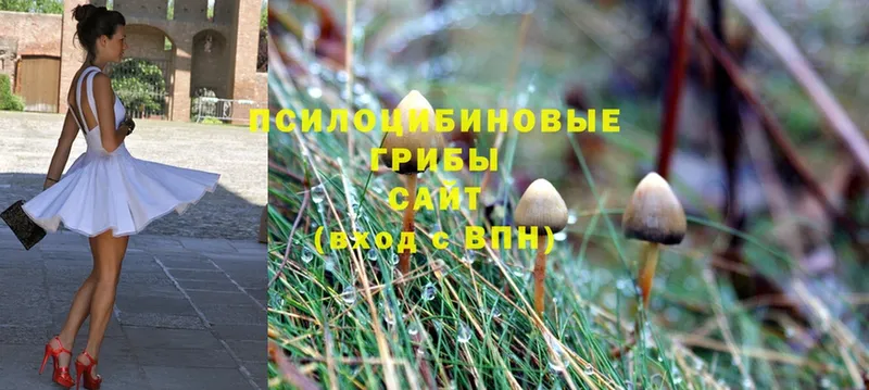 наркота  Николаевск-на-Амуре  Псилоцибиновые грибы Cubensis 